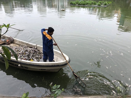Cá[-]chết[-]ở[-]hồ[-]Văn[-]Chương[-]sau[-]mưa[-]lớn